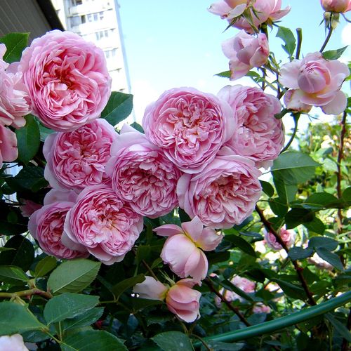 Rozenstruik kopen - nostalgische roos - roze - Rosa Sonia Rykiel™ - sterk geurende roos - Dominique Massad - -